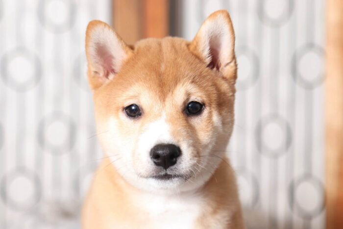 Balto- Cool Red Male ACA Shiba Inu Puppy - Image 2