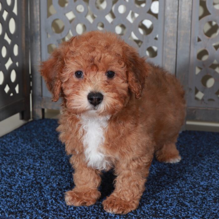 Barney-Handsome F1B Yorkie-Poo Puppy