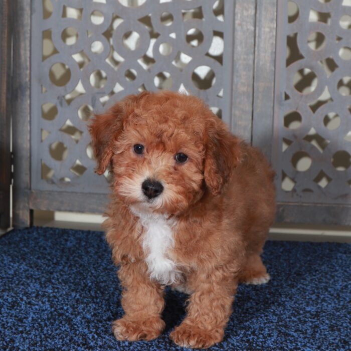 Barney-Handsome F1B Yorkie-Poo Puppy - Image 3