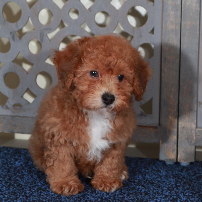 Barney-Handsome F1B Yorkie-Poo Puppy - Image 5