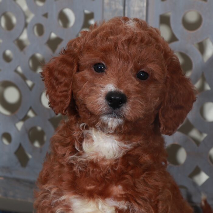 Beamer- Flashy Red F1B Mini Goldendoodle Puppy