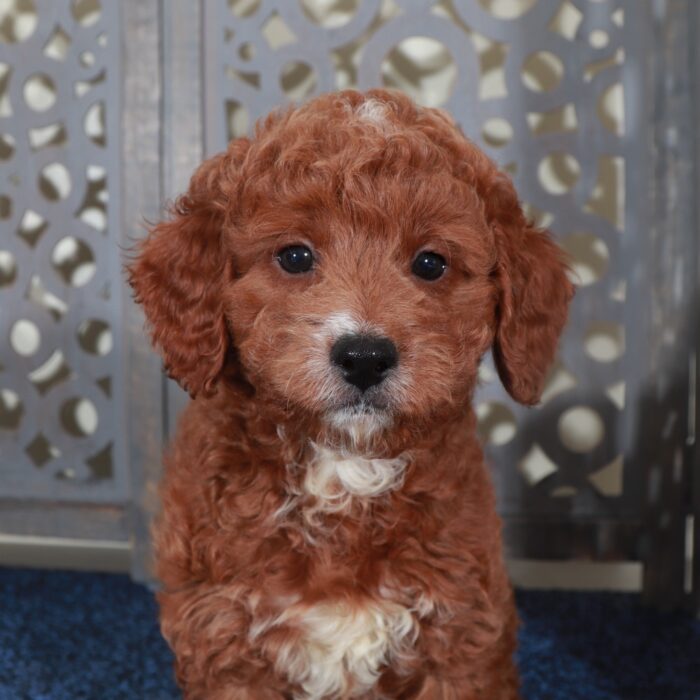 Beamer- Flashy Red F1B Mini Goldendoodle Puppy - Image 2