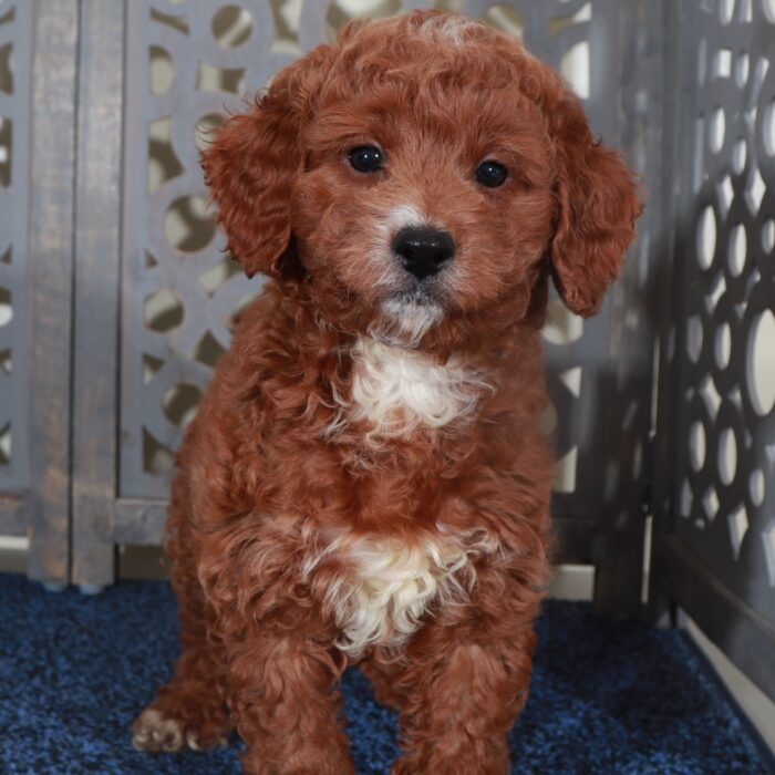 Beamer- Flashy Red F1B Mini Goldendoodle Puppy - Image 3