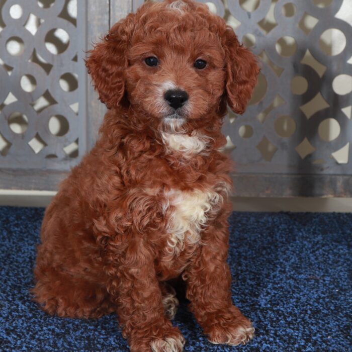 Beamer- Flashy Red F1B Mini Goldendoodle Puppy - Image 4