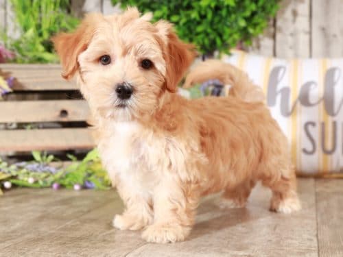 Puppies For Sale In Ohio And Nationwide Puppies Online