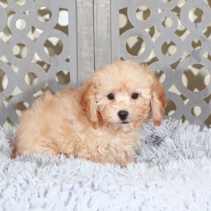 Beau-Delightful Apricot Mini Poodle