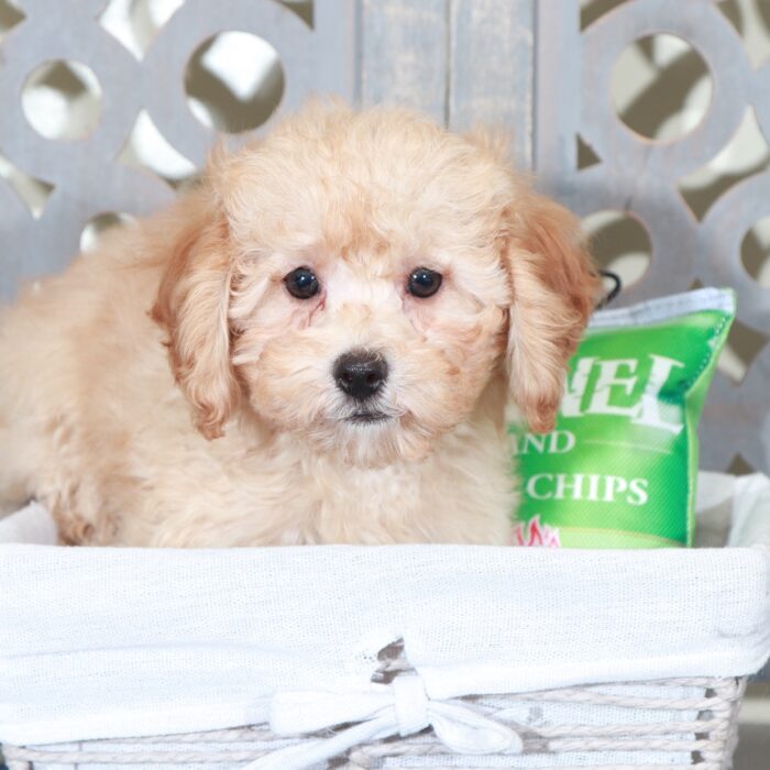 Beau-Delightful Apricot Mini Poodle - Image 3