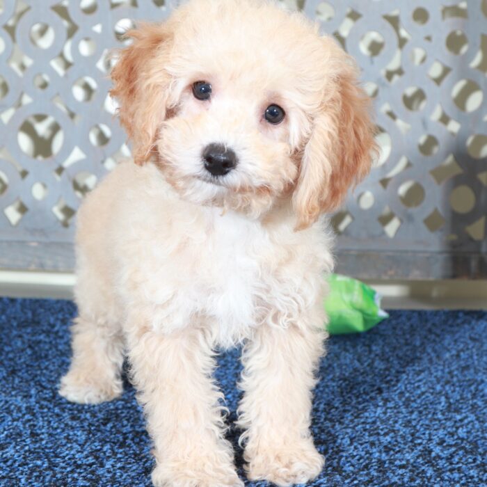 Ben-Lovable Apricot Mini Poodle - Image 2