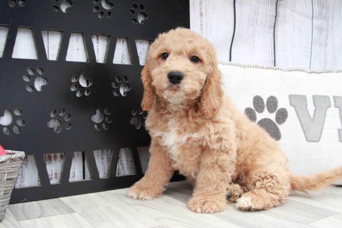 Ben- Friendly Male F1B Mini Goldendoodle Puppy - Image 2