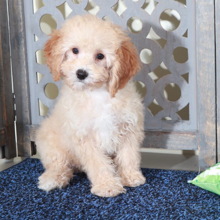 Ben-Lovable Apricot Mini Poodle - Image 3