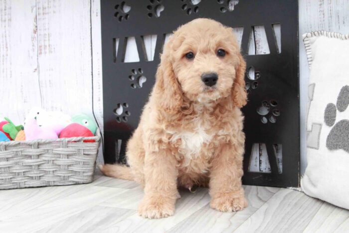 Ben- Friendly Male F1B Mini Goldendoodle Puppy