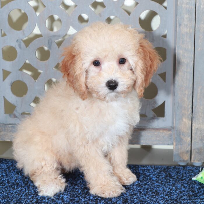 Ben-Lovable Apricot Mini Poodle - Image 4