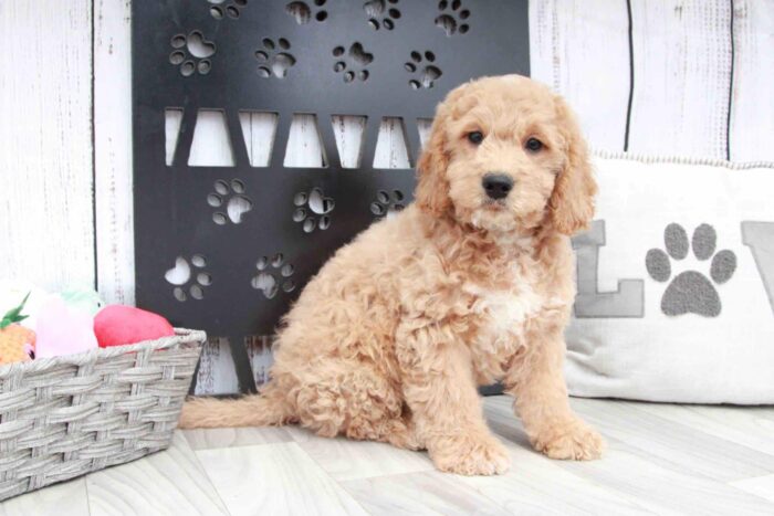 Ben- Friendly Male F1B Mini Goldendoodle Puppy - Image 4