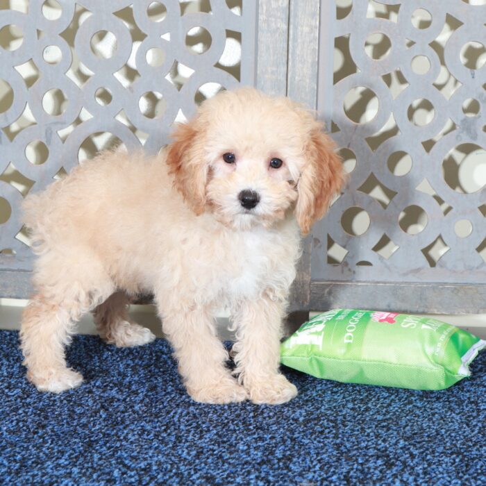 Ben-Lovable Apricot Mini Poodle - Image 5