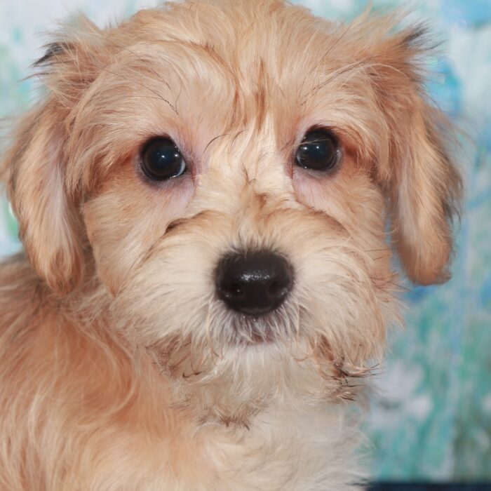 Bentley-Charming Male Yochon Puppy