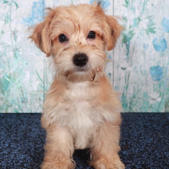 Bentley-Charming Male Yochon Puppy - Image 3