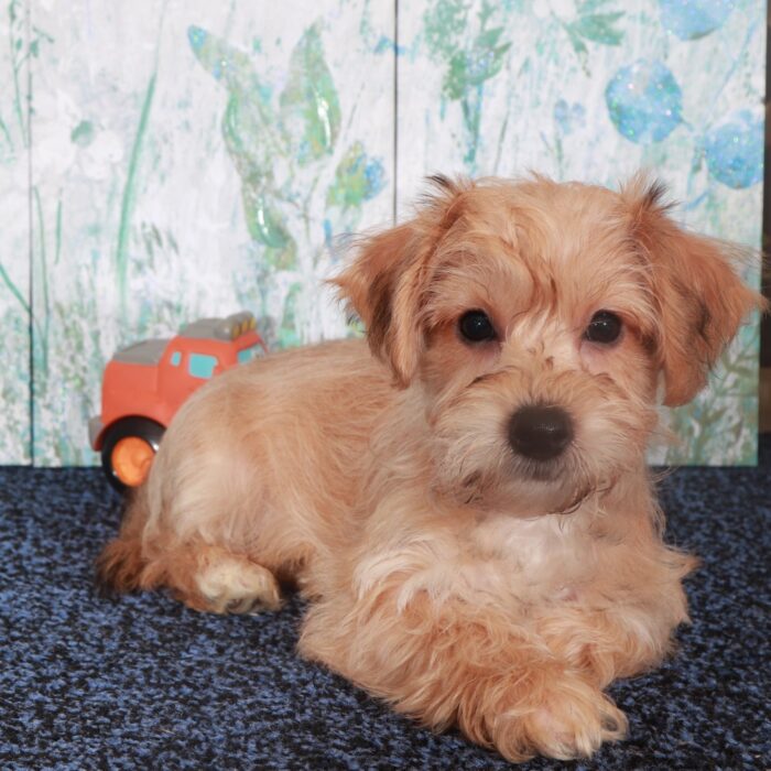 Bentley-Charming Male Yochon Puppy