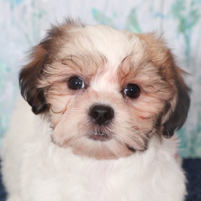 Benz-Dashing  Shih-Tzu Puppy