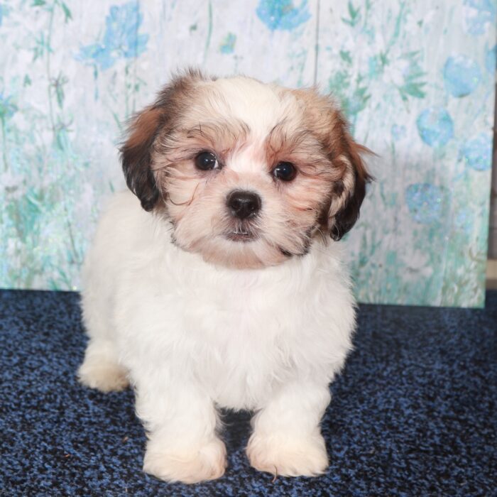 Benz-Dashing  Shih-Tzu Puppy - Image 2