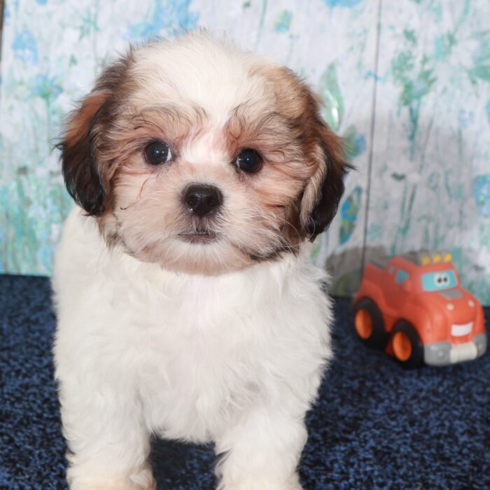 Benz-Dashing  Shih-Tzu Puppy - Image 3