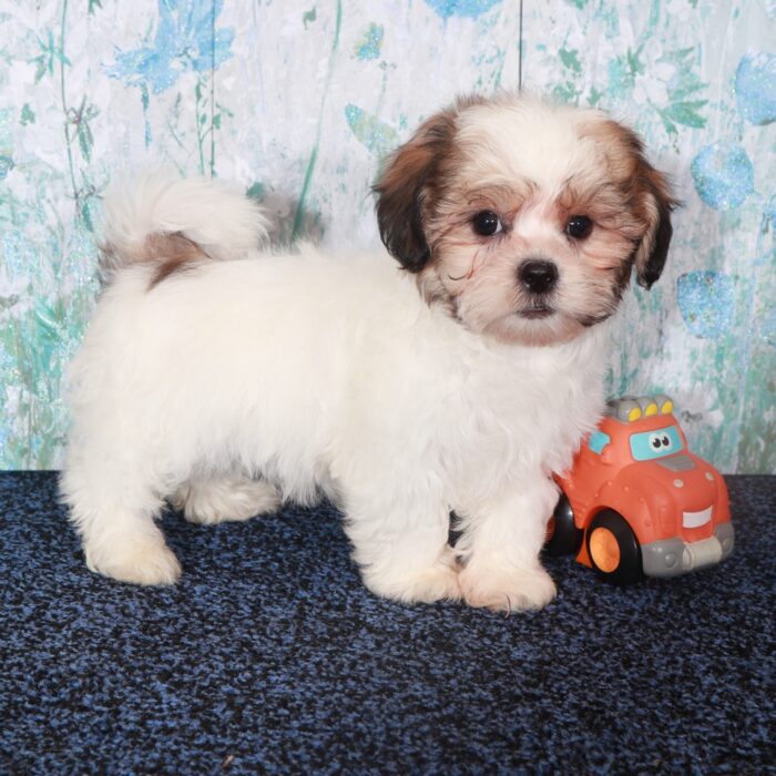 Benz-Dashing  Shih-Tzu Puppy - Image 4