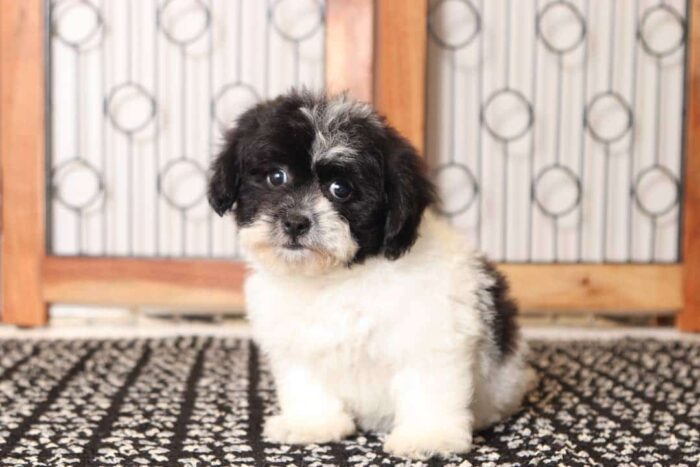 Bella - Stunning Little Female Shih-poo Puppy