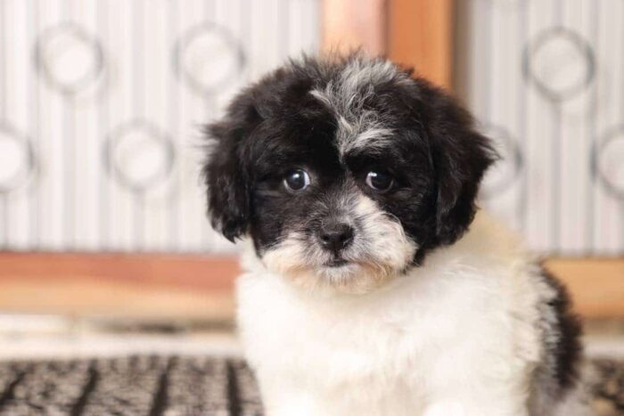 Bella - Stunning Little Female Shih-poo Puppy - Image 2