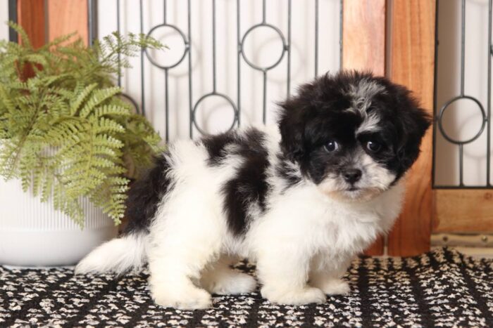 Bella - Stunning Little Female Shih-poo Puppy - Image 3