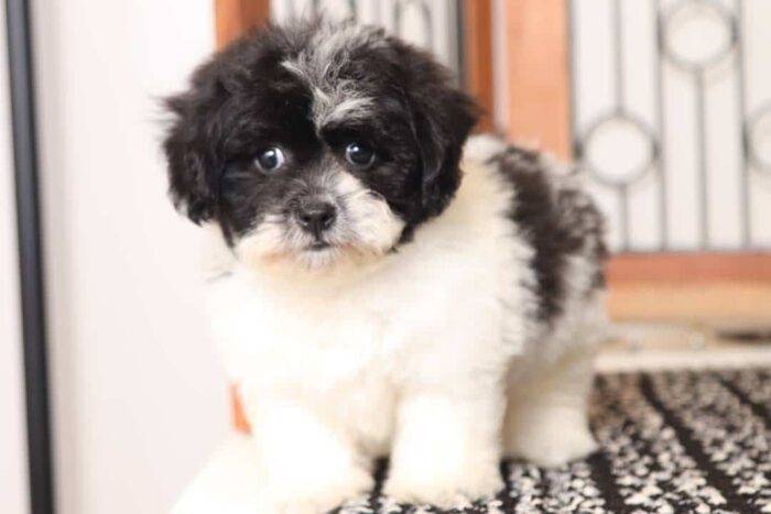 Bella - Stunning Little Female Shih-poo Puppy - Image 4