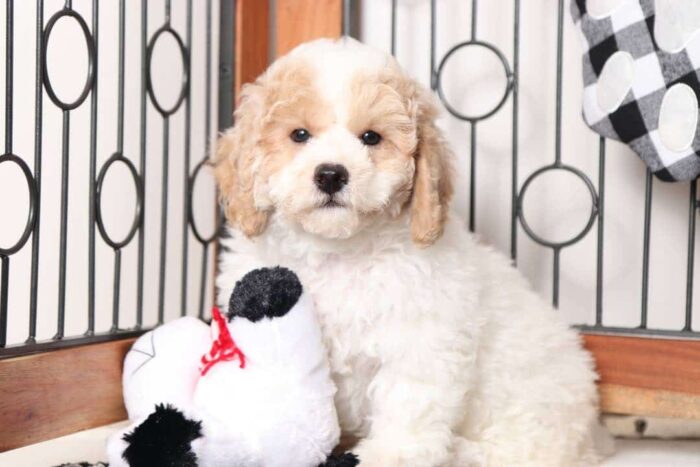 Blizzard- Funny Little Male Poochon Puppy