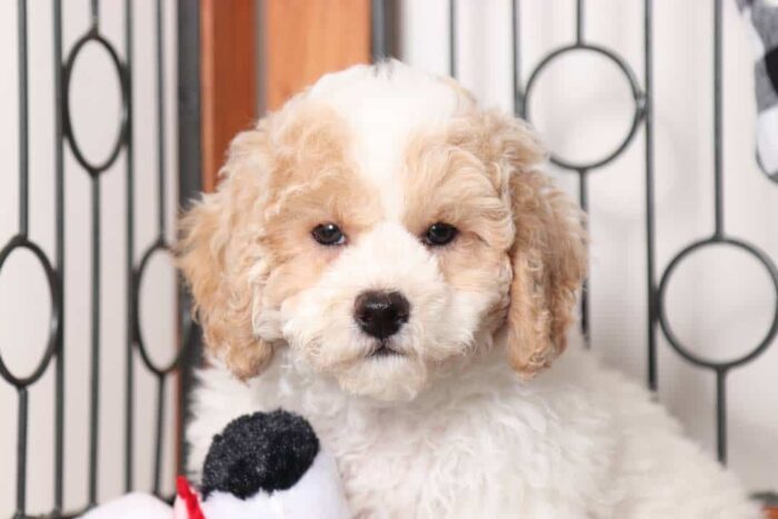 Blizzard- Funny Little Male Poochon Puppy - Image 2