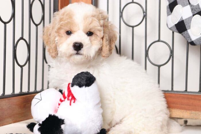 Blizzard- Funny Little Male Poochon Puppy - Image 3