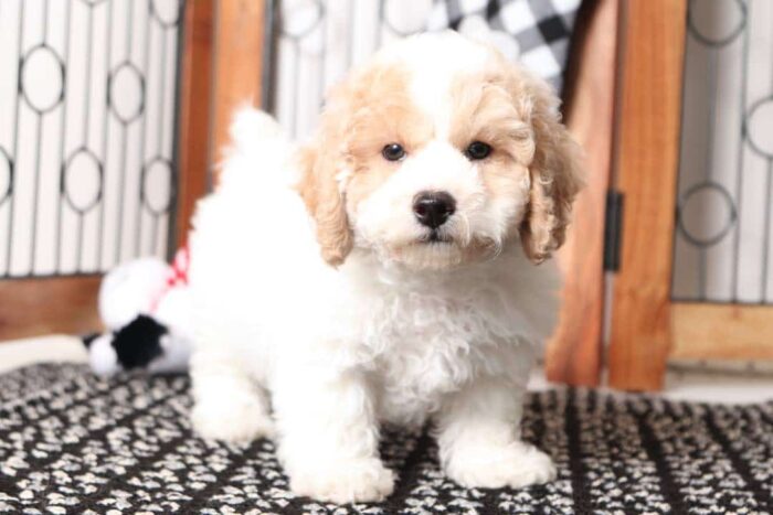 Blizzard- Funny Little Male Poochon Puppy - Image 4