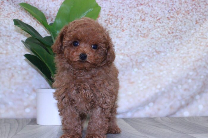 Bodhi - Sassy Male Toy Poodle Puppy - Image 2