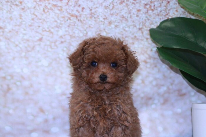 Bodhi - Sassy Male Toy Poodle Puppy - Image 3