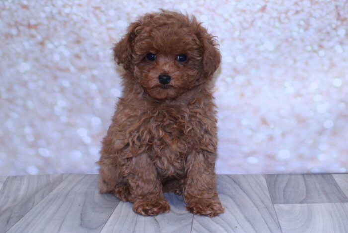 Bodhi - Sassy Male Toy Poodle Puppy