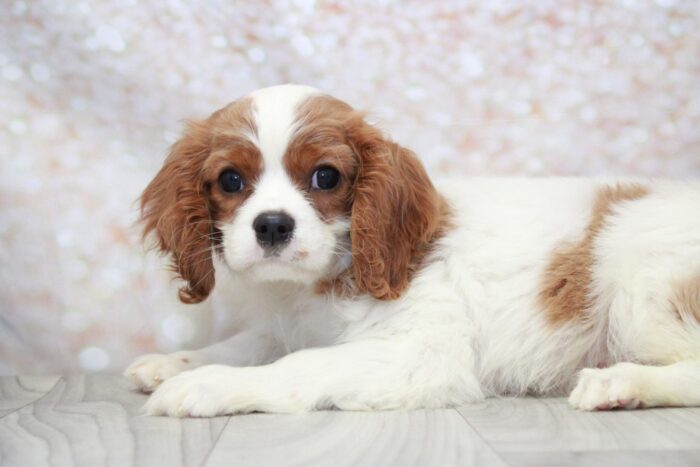 Bones- Handsome ACA Male Cavalier Puppy