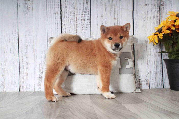 Bongo- Cutest Red ACA Male Shiba-Inu Puppy