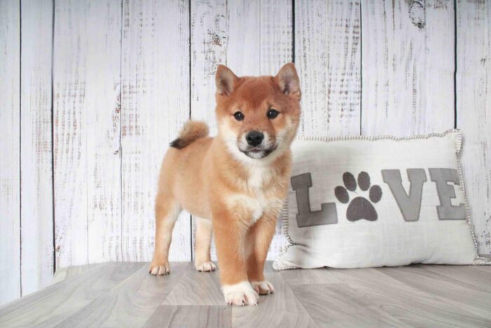 Bongo- Cutest Red ACA Male Shiba-Inu Puppy - Image 4