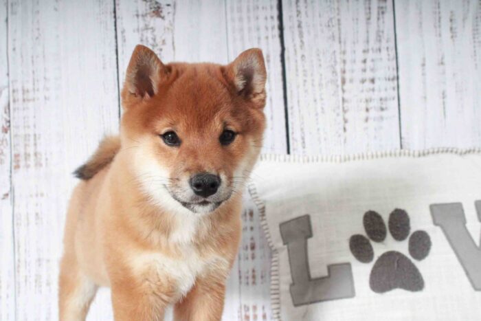 Bongo- Cutest Red ACA Male Shiba-Inu Puppy - Image 3