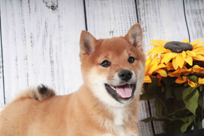 Bongo- Cutest Red ACA Male Shiba-Inu Puppy - Image 2