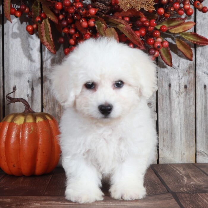 Boots - Precious Bichon Frise