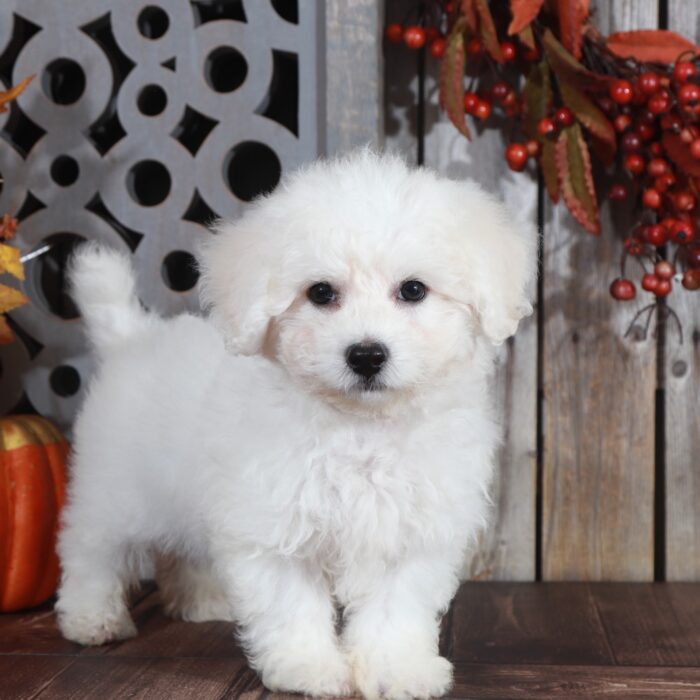 Boots - Precious Bichon Frise - Image 2