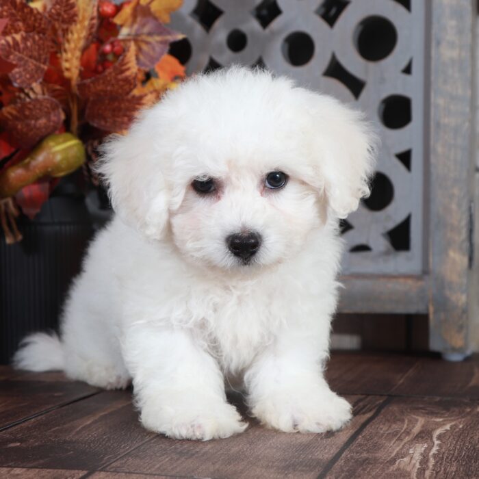 Boots - Precious Bichon Frise - Image 3