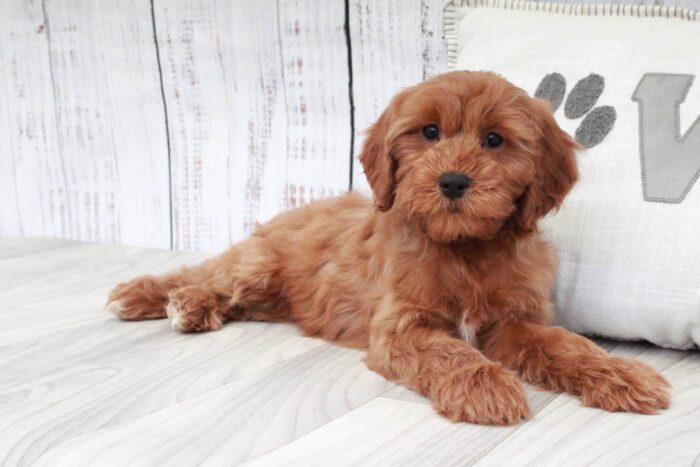 Bridget- Gentle Red F1B Female Cavapoo Puppy