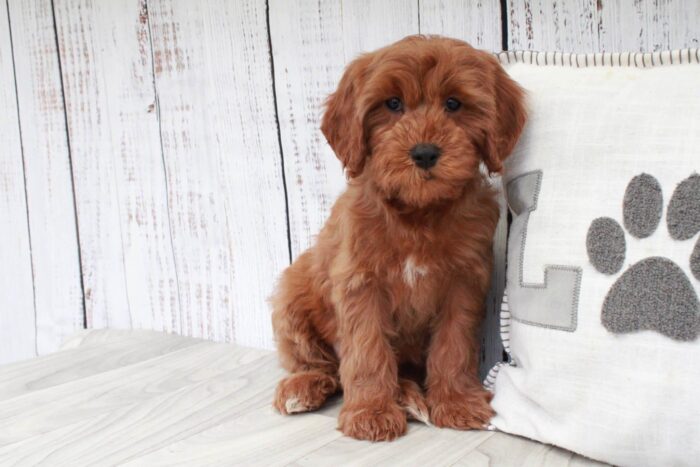 Bridget- Gentle Red F1B Female Cavapoo Puppy - Image 2