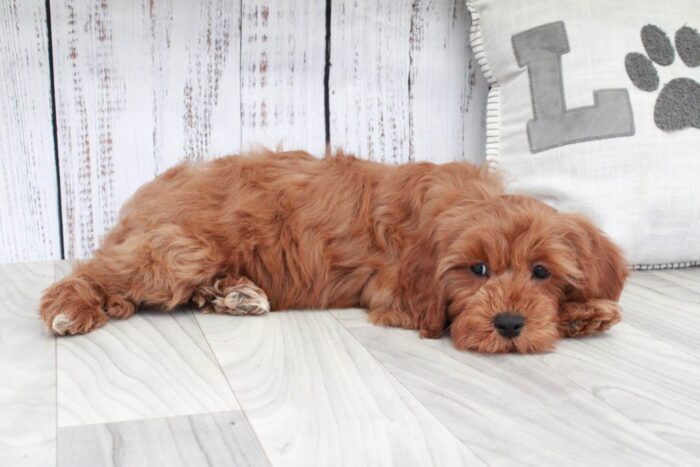 Bridget- Gentle Red F1B Female Cavapoo Puppy - Image 4