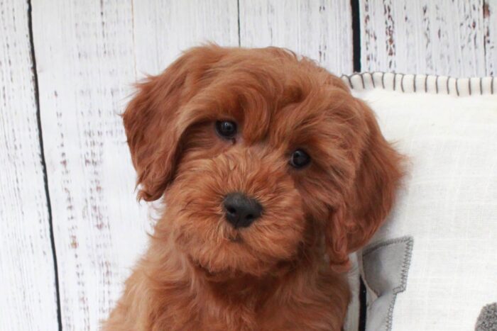 Bridget- Gentle Red F1B Female Cavapoo Puppy - Image 3