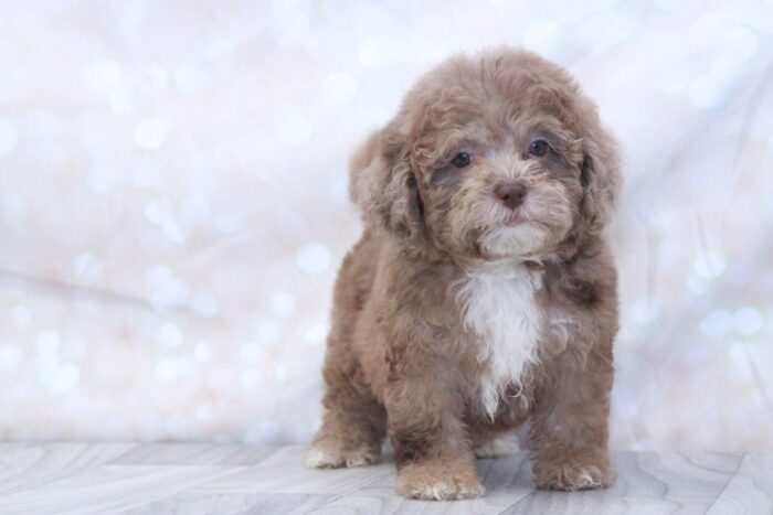 Brynn- Gorgeous F1B Female Toy Shih-Poo Puppy - Image 2