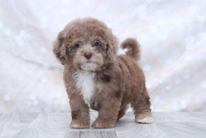 Brynn- Gorgeous F1B Female Toy Shih-Poo Puppy